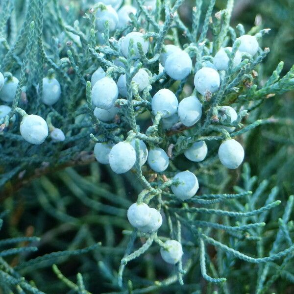 Juniperus deppeana Fruit