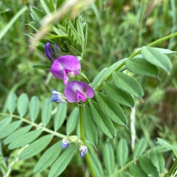 Vicia sativa Blüte