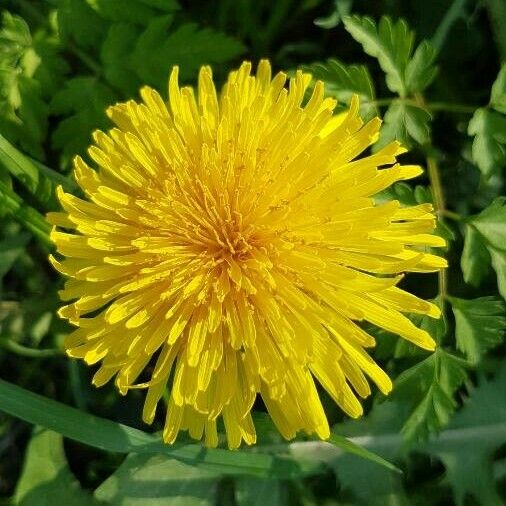 Taraxacum campylodes Flower