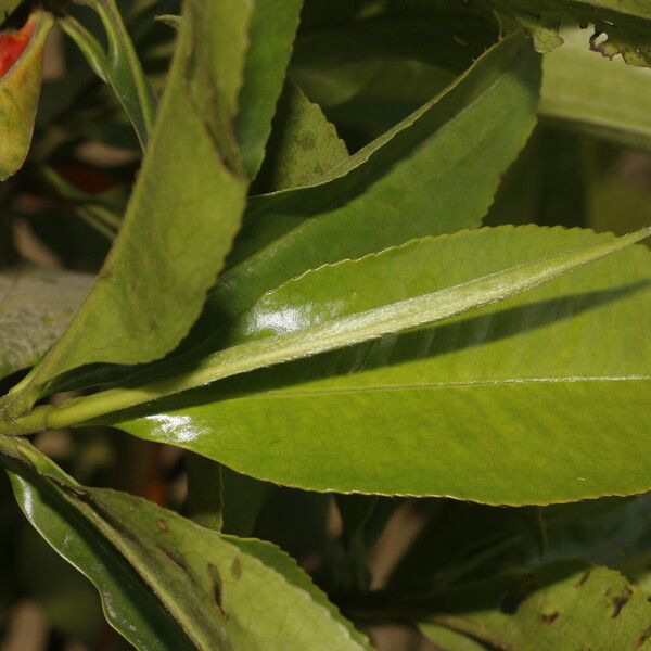 Miconia albicans Fuelha