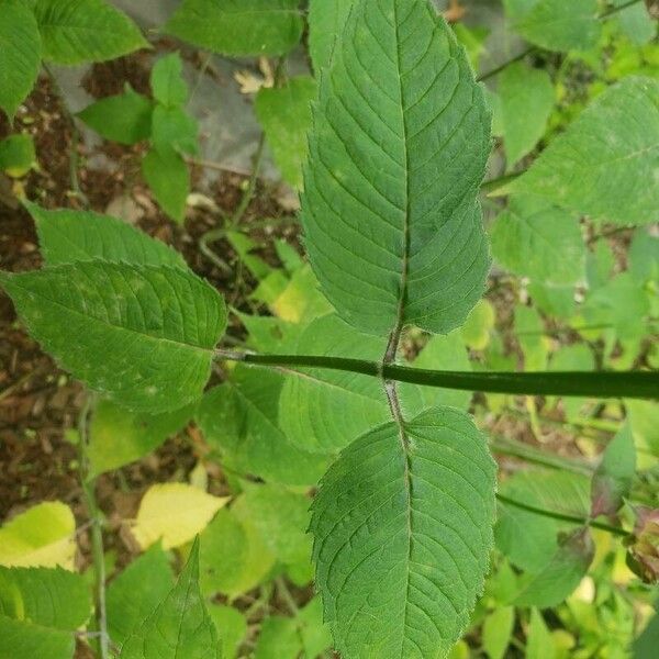 Monarda didyma Leaf