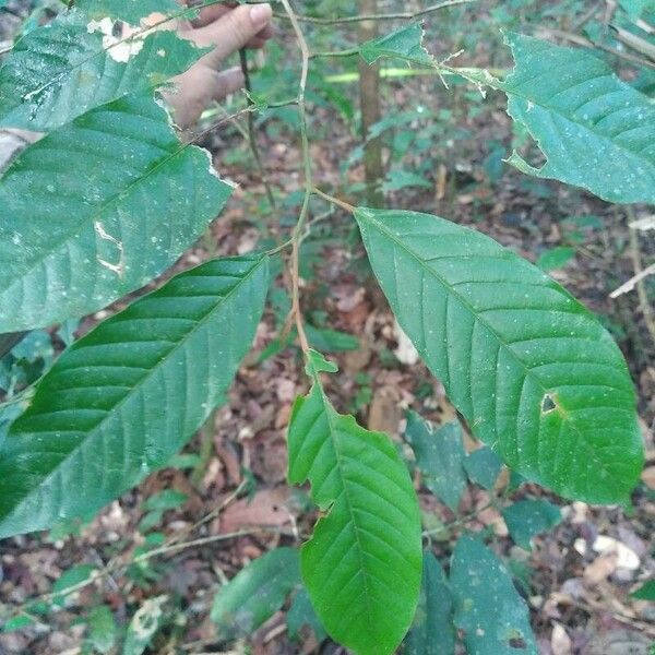 Minquartia guianensis Blatt