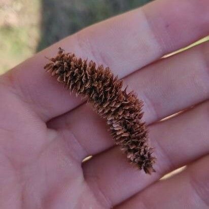 Cedrus libani Frucht