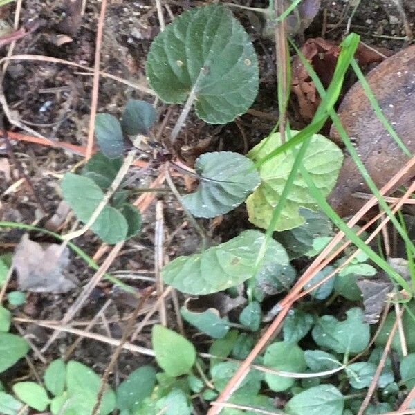 Viola riviniana Blatt