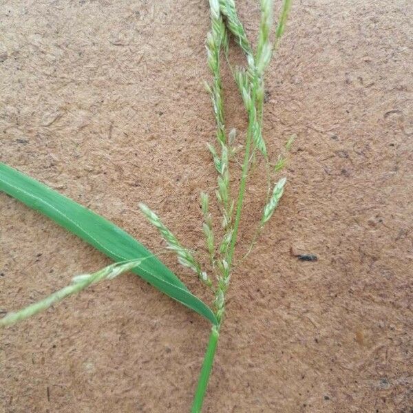 Leersia oryzoides Blomst