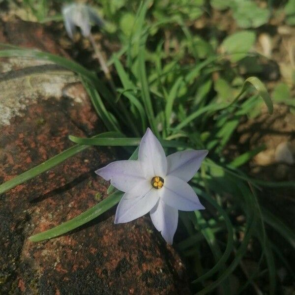 Ipheion uniflorum Кветка