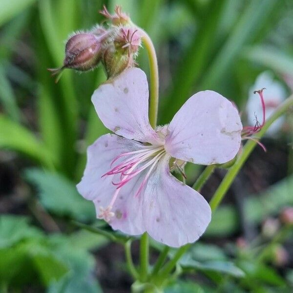 Geranium macrorrhizum Blüte