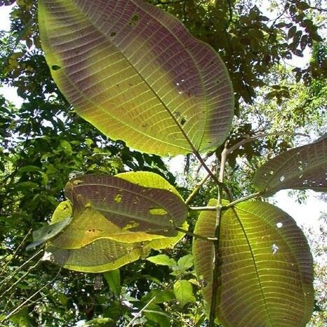 Miconia calvescens ᱥᱟᱠᱟᱢ