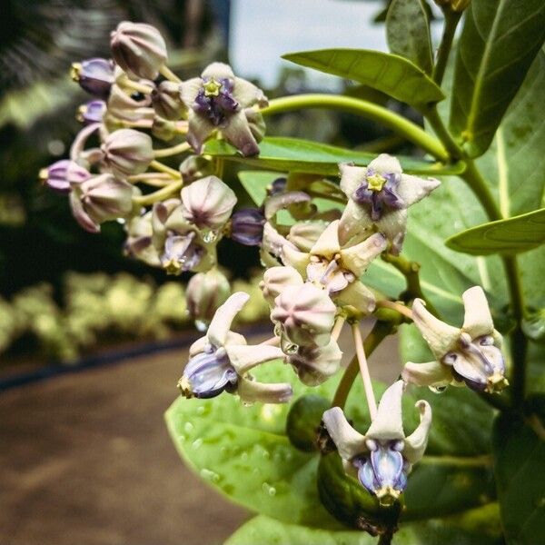 Calotropis gigantea Flor