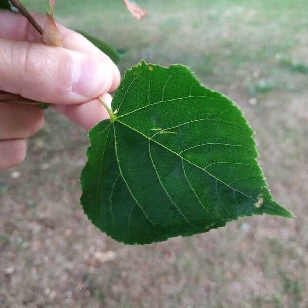 Tilia dasystyla Folha