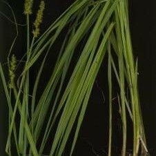 Carex stipata Leaf