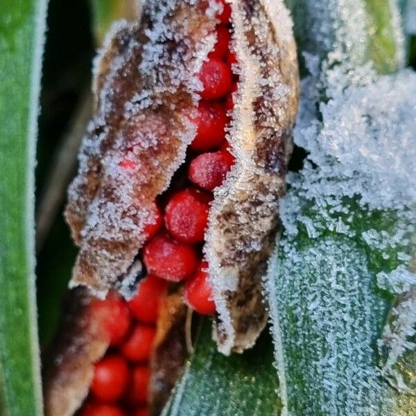 Iris foetidissima Fruchs