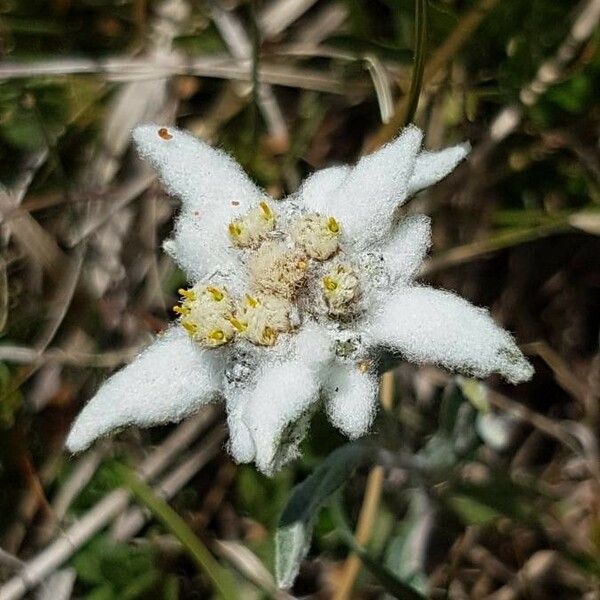 Leontopodium nivale Flor