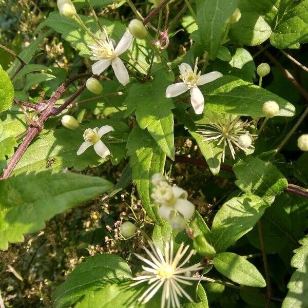 Clematis vitalba फूल