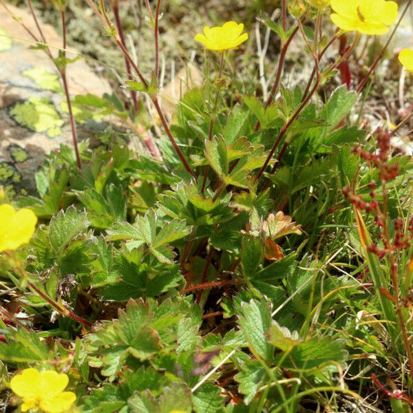 Potentilla grandiflora Leaf