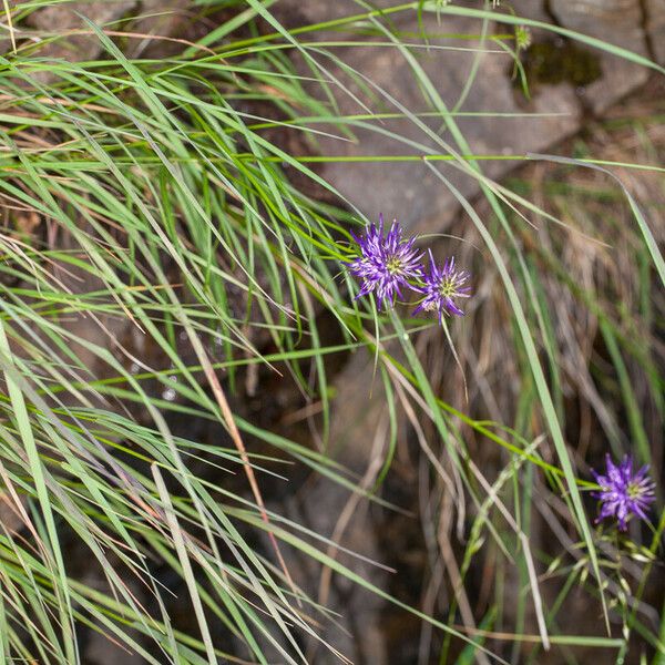 Phyteuma scheuchzeri Foglia