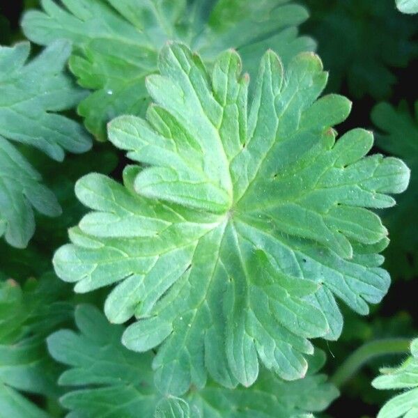 Geranium molle Hoja