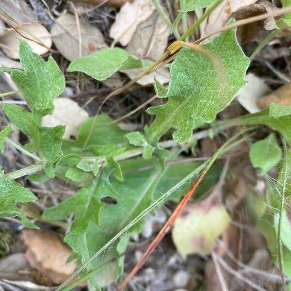 Centaurea pectinata Leaf