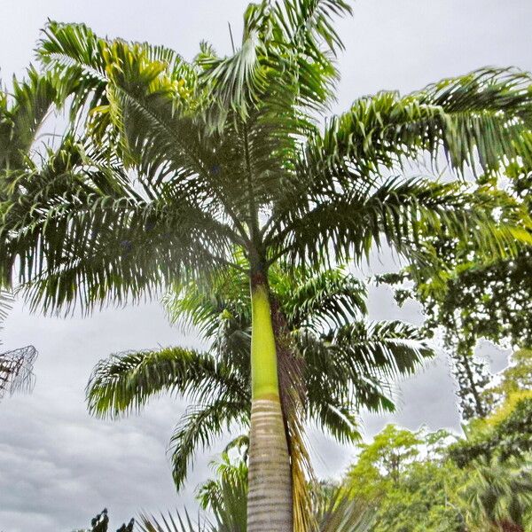 Roystonea oleracea Blad