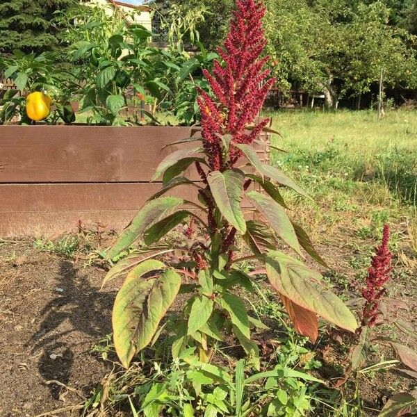 Amaranthus hypochondriacus Цвят