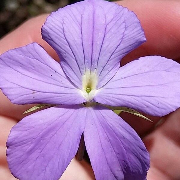 Viola corsica ফুল