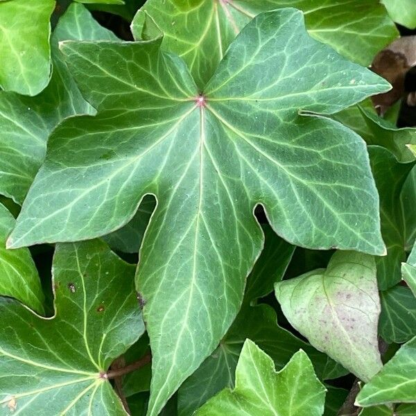 Hedera hibernica Blatt