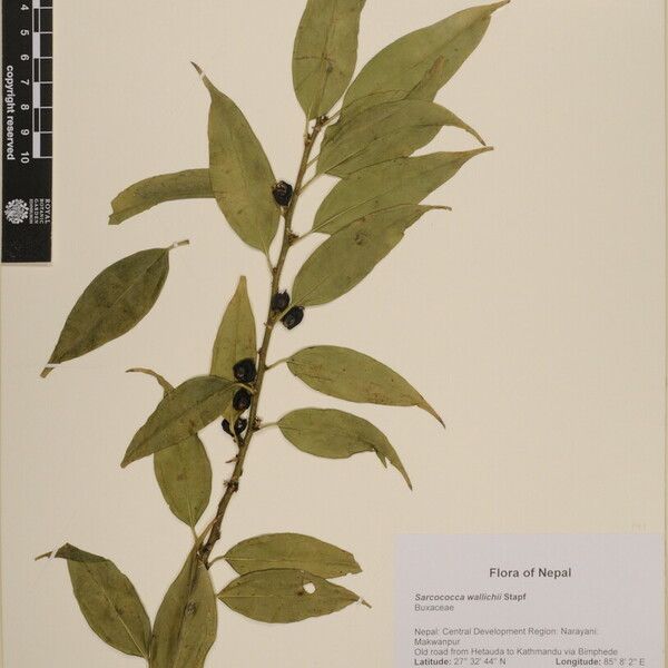 Sarcococca wallichii Muu