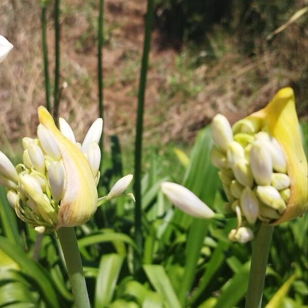 Agapanthus africanus फूल