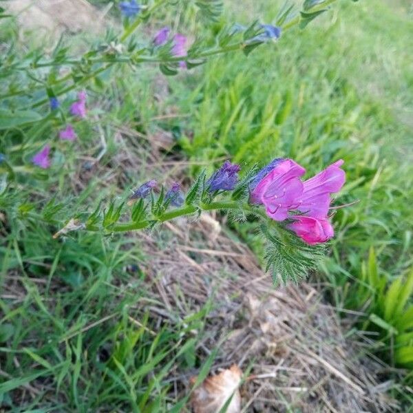 Echium plantagineum Flower