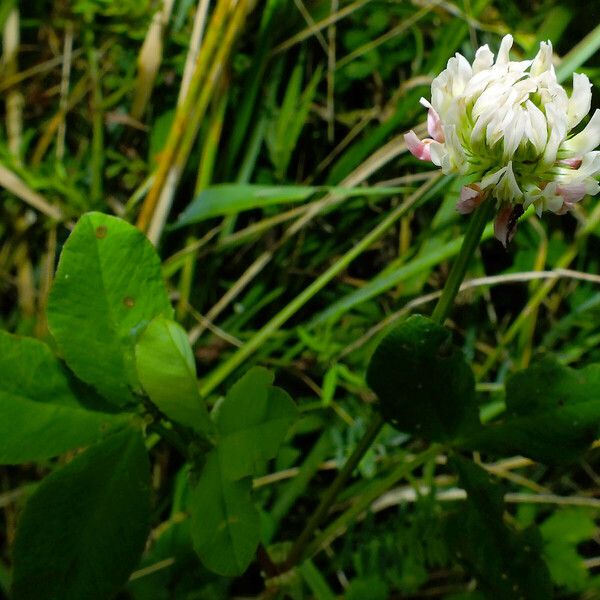 Trifolium hybridum Fleur