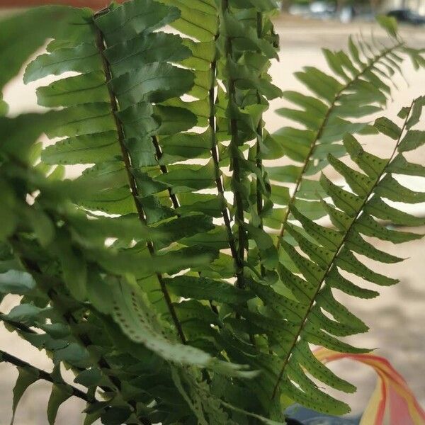 Nephrolepis cordifolia Hoja