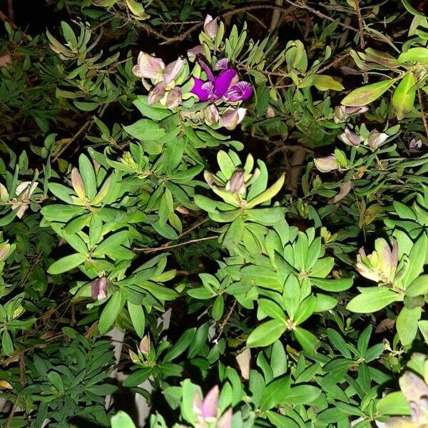 Polygala myrtifolia ᱥᱟᱠᱟᱢ