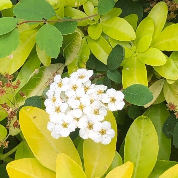 Spiraea chamaedryfolia Květ