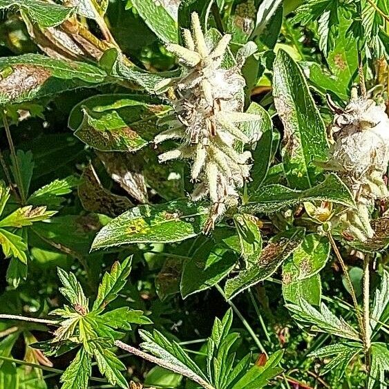 Salix glauca Flower