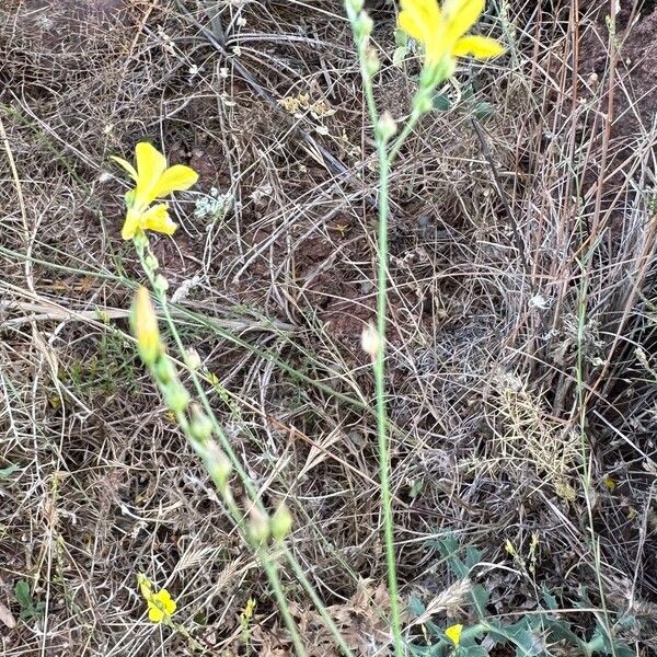 Linum maritimum عادت داشتن