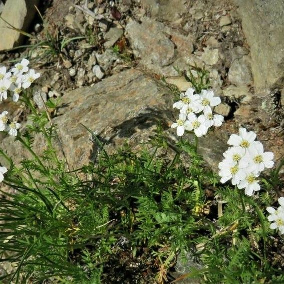 Achillea atrata Flor