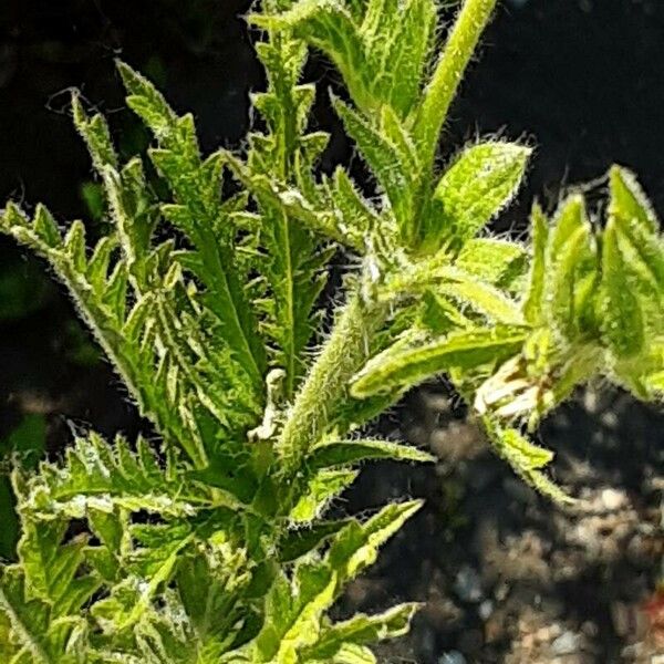 Potentilla recta Leaf