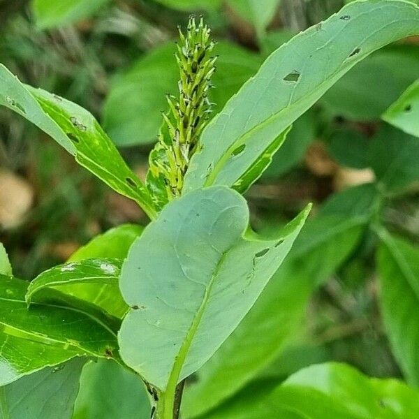 Salix glabra 葉