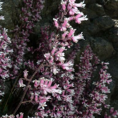 Heuchera caespitosa Blomst