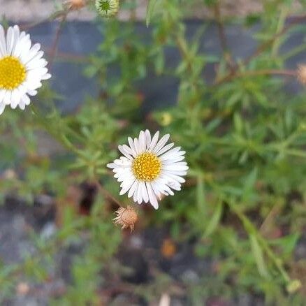 Erigeron karvinskianus Цветок