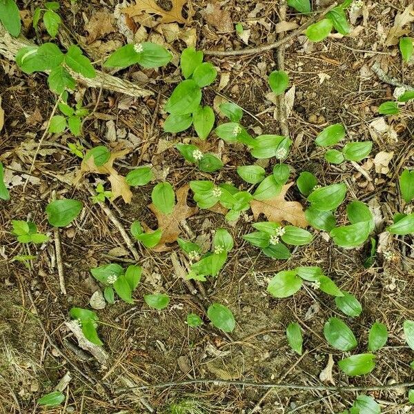 Maianthemum canadense Elinympäristö