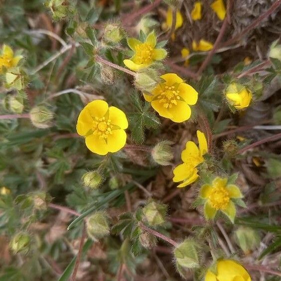 Potentilla heptaphylla Кветка