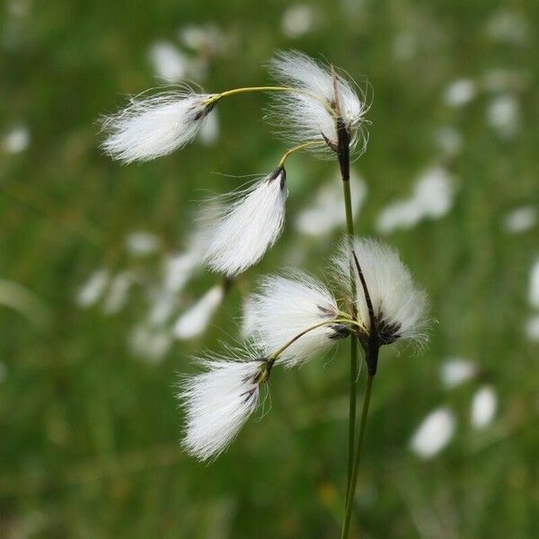 Eriophorum latifolium Flower