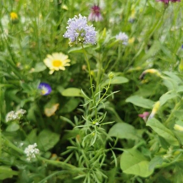 Gilia capitata Other