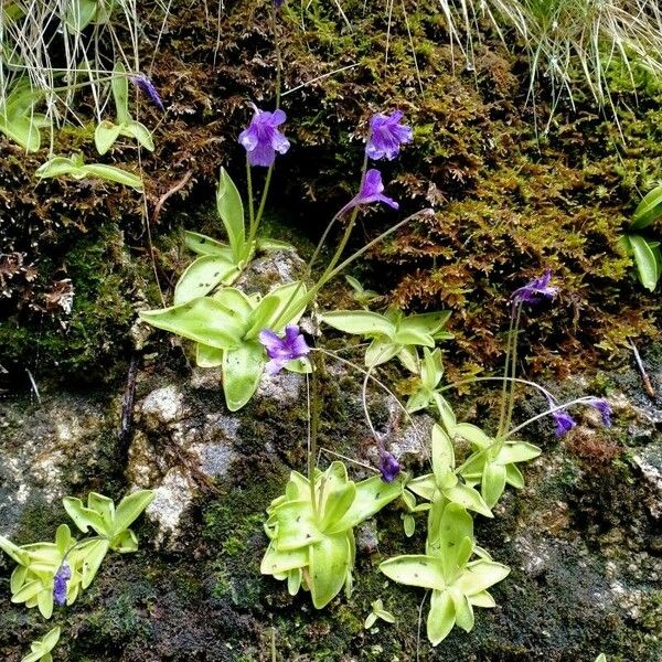 Pinguicula grandiflora Folio