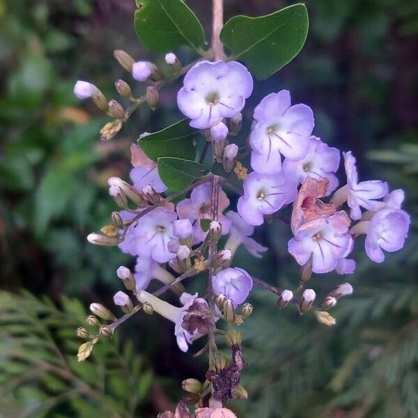 Duranta erecta Kvet