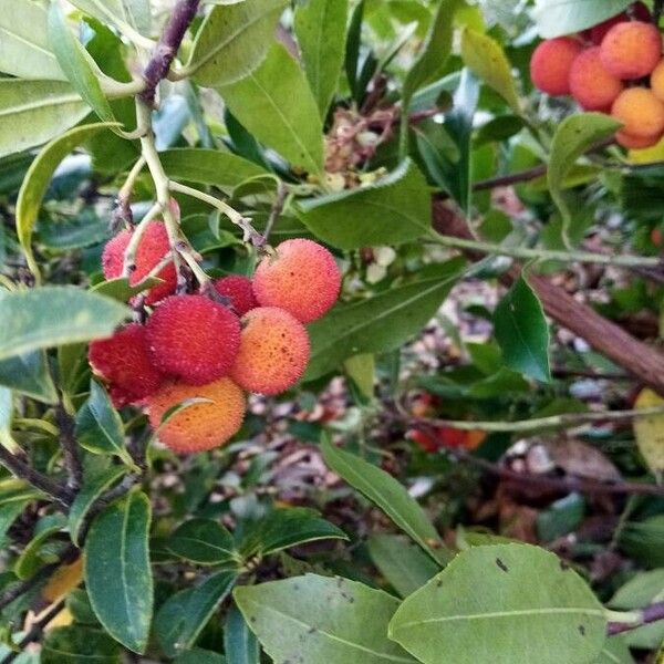 Arbutus unedo 果實