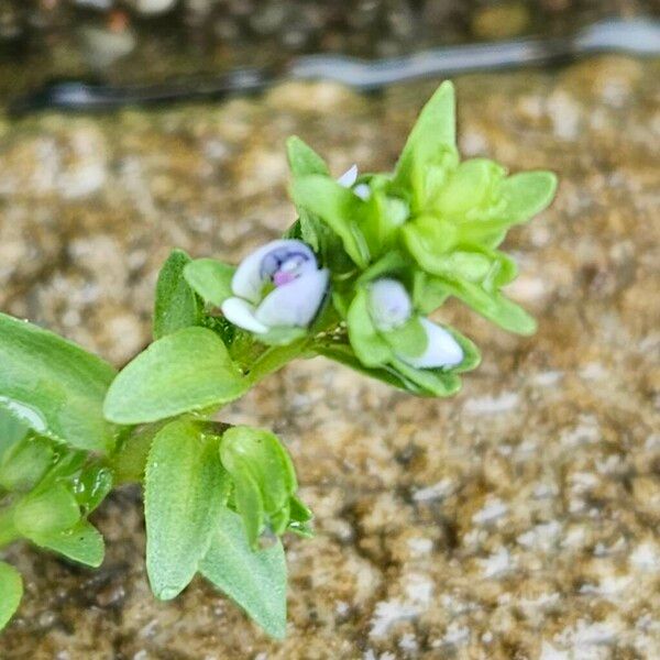 Veronica serpyllifolia Kvet