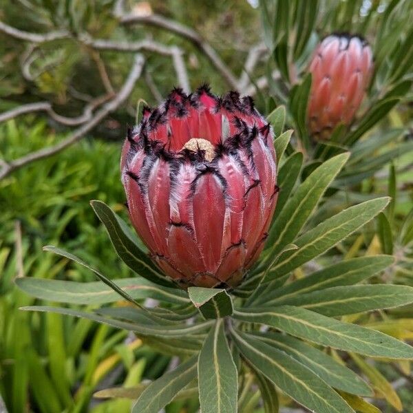 Protea neriifolia Bloem