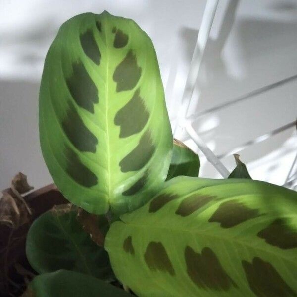 Maranta leuconeura Лист